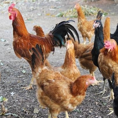 Pasture Raised Heirloom Chicken - Tayyib Store - Tayyib Foods - Lahore