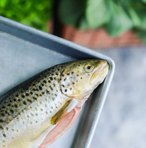 Brown Trout - Tayyib Store - Tayyib Foods - Lahore