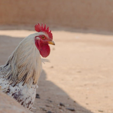 Heirloom Chicken - TAYYIB - Tayyib Foods - Lahore