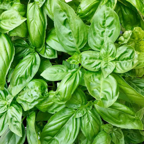ZG Basil - TAYYIB - Zeez Garden - Lahore