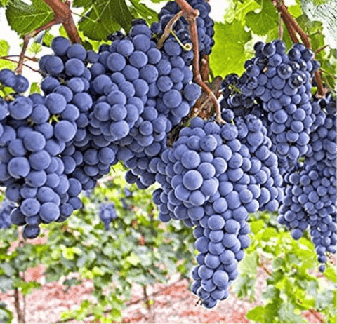 Blueberry Grapes 400g - Tayyib Store - Tayyib Foods - Lahore