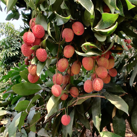 Gola Royale Lychees 1kg - Tayyib Store - Tayyib Foods - Lahore