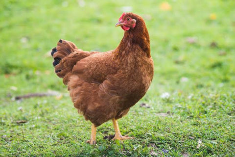 Pasture Raised Heirloom Chicken - Tayyib Store - Tayyib Foods - Lahore
